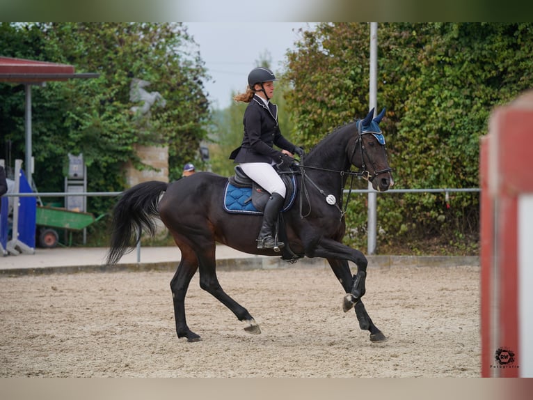 Baden Württemberger Castrone 14 Anni 172 cm Baio scuro in Thierhaupten