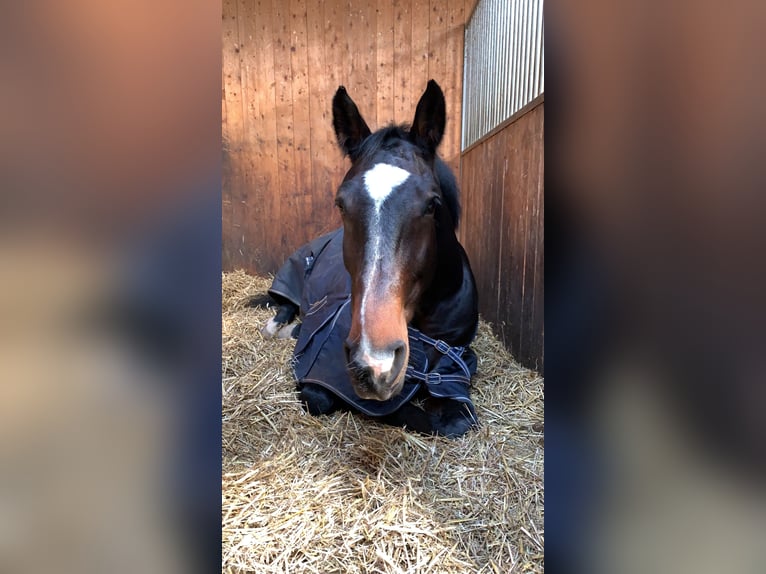 Baden Württemberger Castrone 14 Anni 172 cm Baio scuro in Thierhaupten