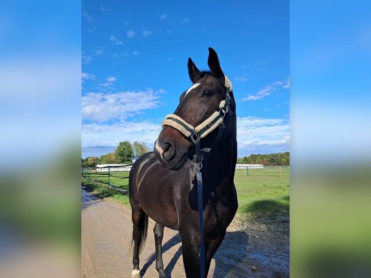 Baden Württemberger Castrone 14 Anni 172 cm Baio scuro in Thierhaupten