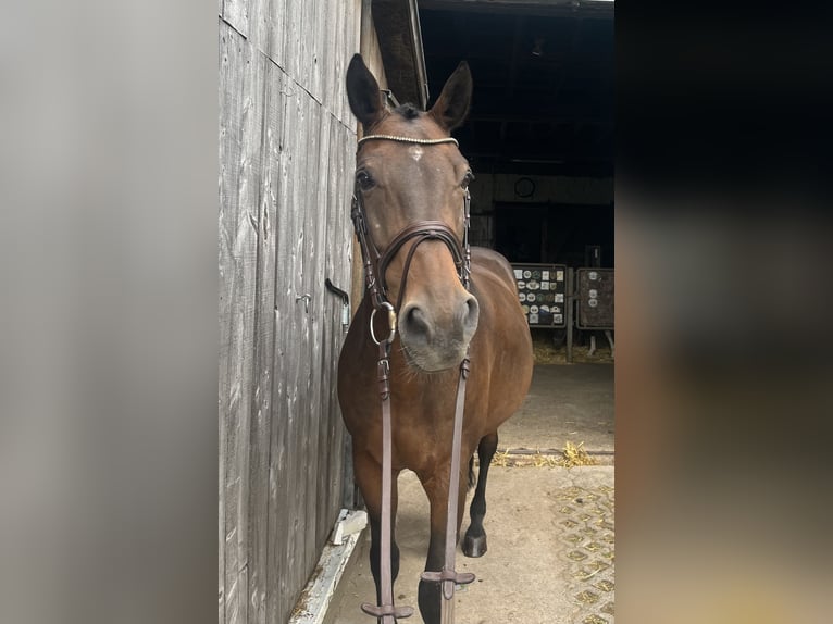 Baden Württemberger Castrone 15 Anni 168 cm Baio in Ebhausen