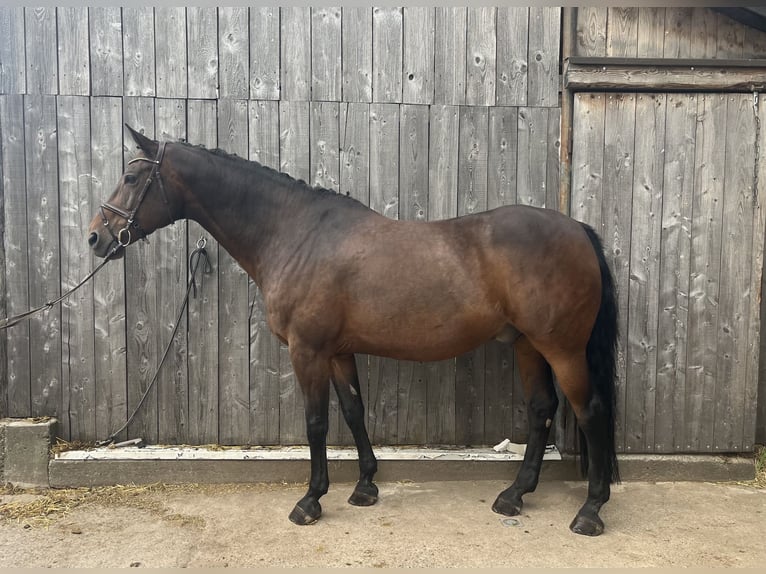 Baden Württemberger Castrone 15 Anni 168 cm Baio in Ebhausen