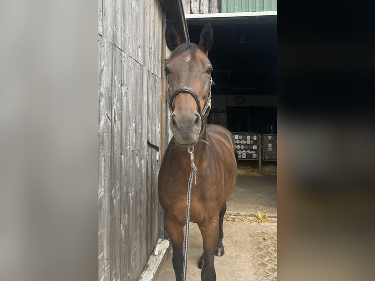 Baden Württemberger Castrone 15 Anni 168 cm Baio in Ebhausen