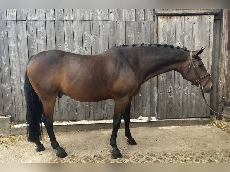 Baden Württemberger Castrone 15 Anni 168 cm Baio in Ebhausen