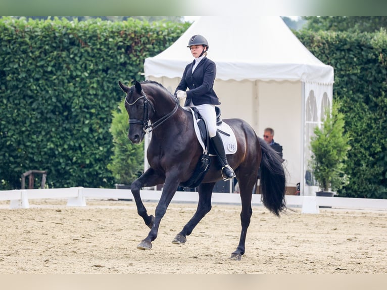 Baden Württemberger Castrone 15 Anni 168 cm Morello in Moers