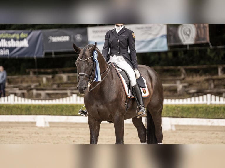 Baden Württemberger Castrone 15 Anni 168 cm Morello in Moers