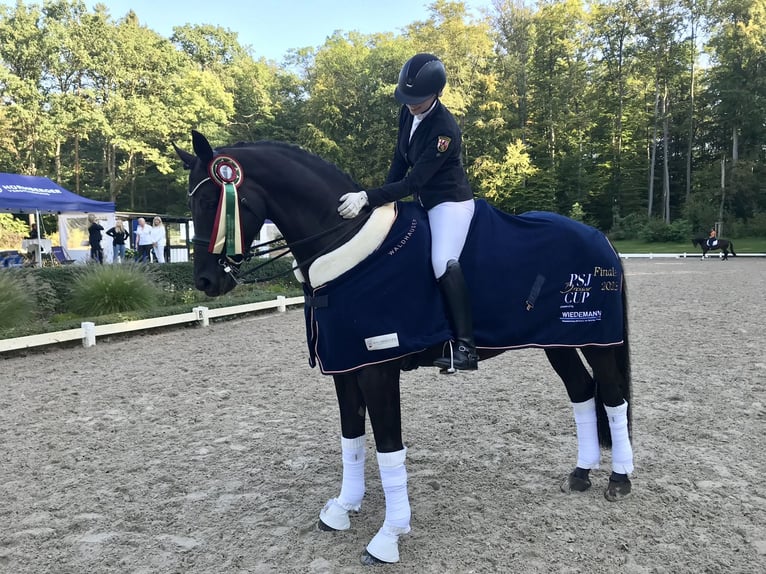 Baden Württemberger Castrone 15 Anni 168 cm Morello in Moers