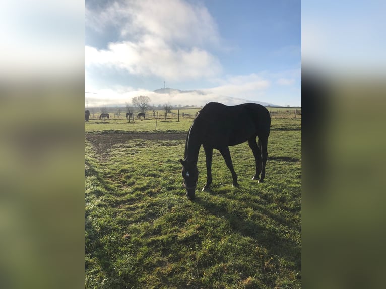 Baden Württemberger Castrone 15 Anni 176 cm Morello in Balingen/Erzingen