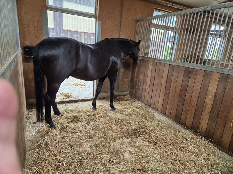 Baden Württemberger Castrone 15 Anni 176 cm Morello in Balingen/Erzingen