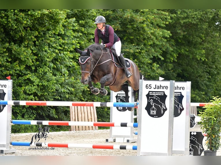 Baden Württemberger Castrone 15 Anni 179 cm Baio nero in Egling