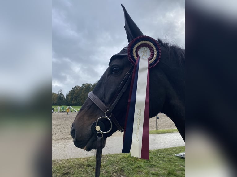 Baden Württemberger Castrone 15 Anni 179 cm Baio nero in Egling