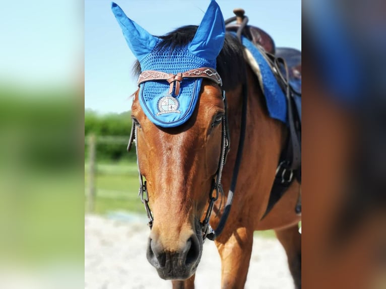 Baden Württemberger Castrone 16 Anni 160 cm Baio in Singen