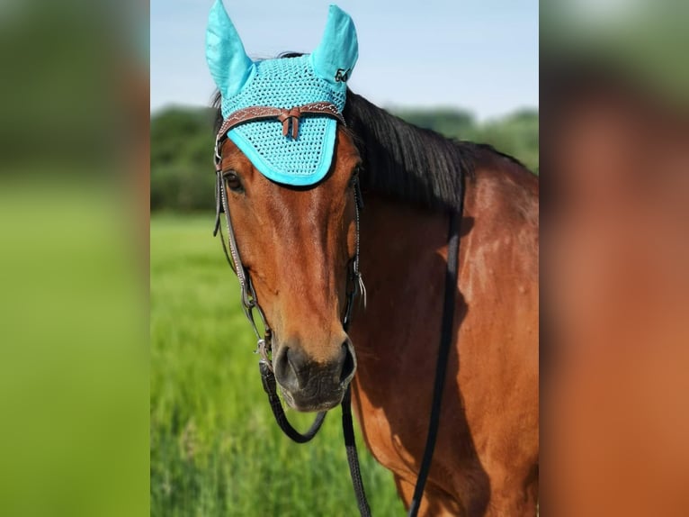 Baden Württemberger Castrone 16 Anni 160 cm Baio in Singen