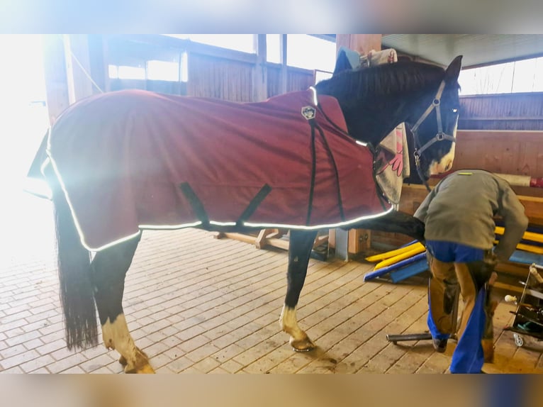 Baden Württemberger Castrone 16 Anni 170 cm Morello in Steinebach