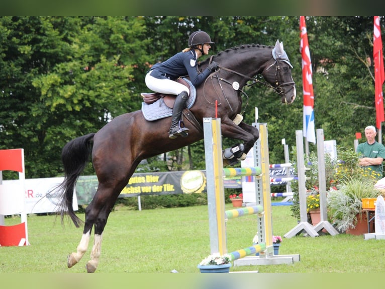 Baden Württemberger Castrone 16 Anni 171 cm Baio nero in Steinheim am Albuch