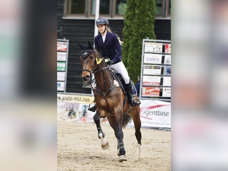 Baden Württemberger Castrone 16 Anni 178 cm Baio scuro in Bünde