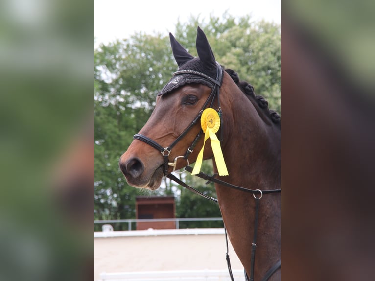 Baden Württemberger Castrone 16 Anni 178 cm Baio scuro in Bünde