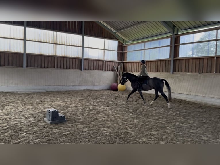 Baden Württemberger Castrone 3 Anni 163 cm Grigio in Eching