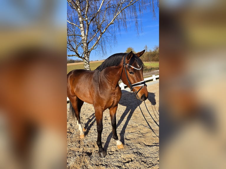 Baden Württemberger Castrone 3 Anni 167 cm Baio in Röttingen