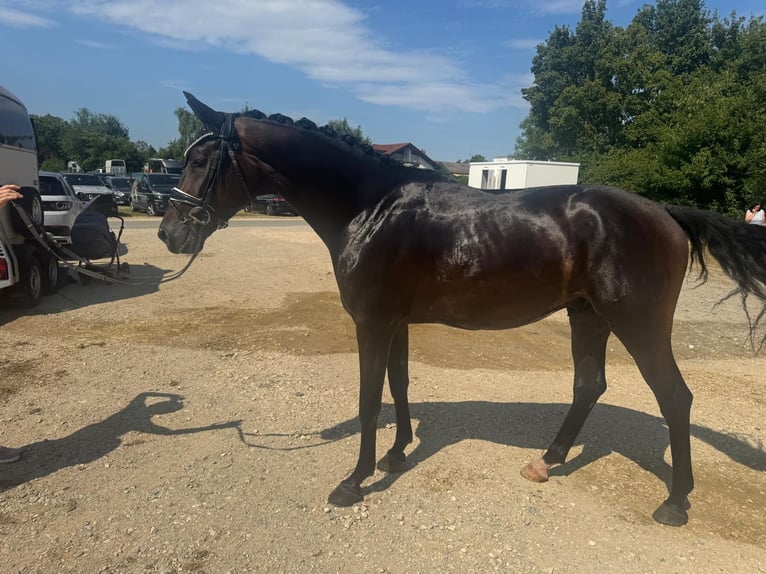Baden Württemberger Castrone 3 Anni 167 cm Baio scuro in Trochtelfingen