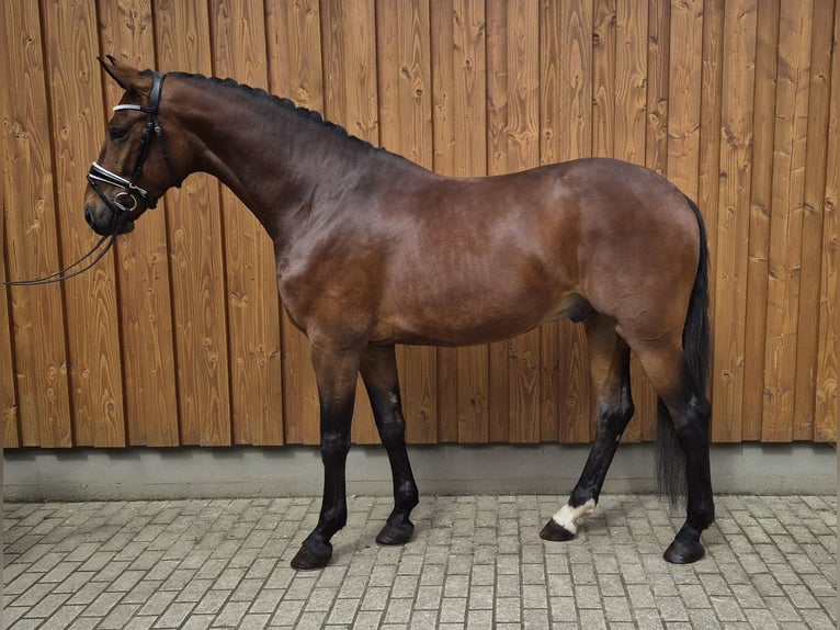 Baden Württemberger Castrone 4 Anni 167 cm Baio in Stoetze