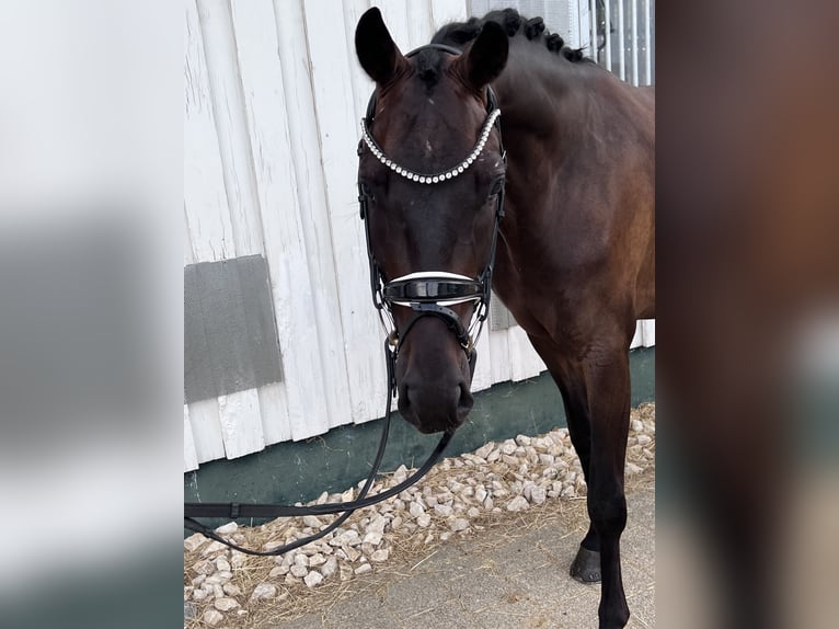 Baden Württemberger Castrone 4 Anni 167 cm Baio scuro in Trochtelfingen