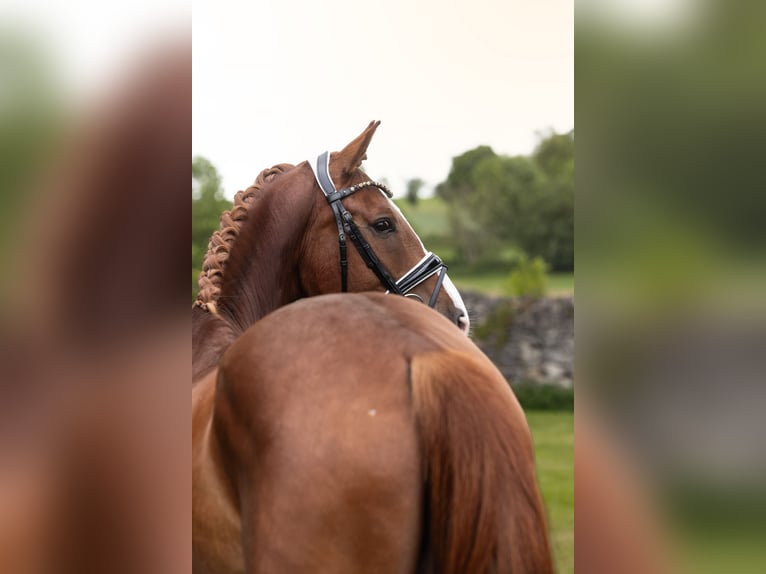Baden Württemberger Castrone 4 Anni 167 cm Sauro scuro in Hayingen