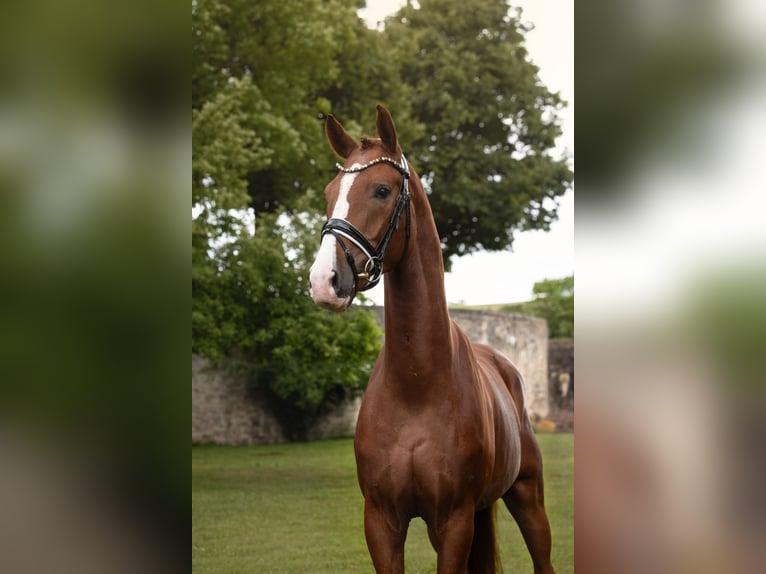 Baden Württemberger Castrone 4 Anni 168 cm Sauro in Hayingen