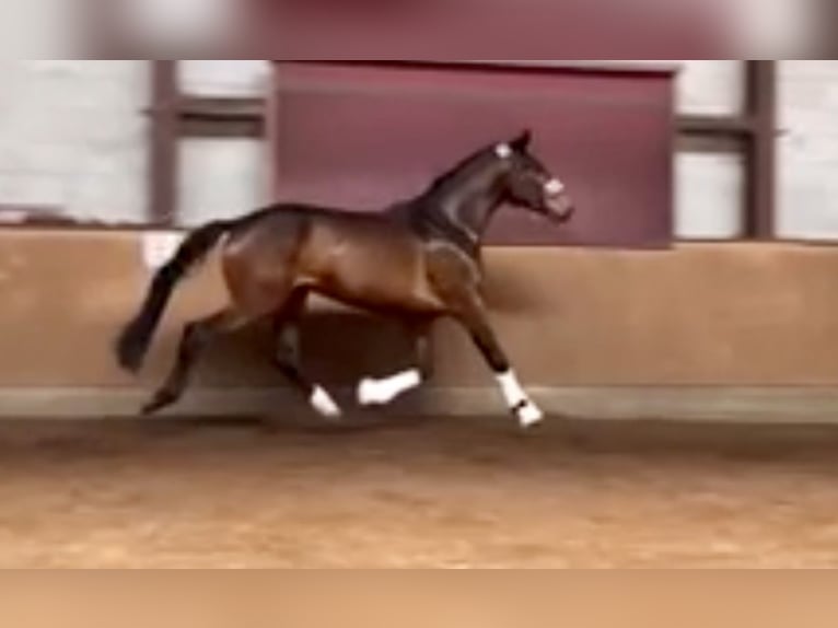 Baden Württemberger Castrone 4 Anni 170 cm Baio in Pelmberg Baden Württemberger Castrone 4 Anni 170 cm Baio in Pelmberg