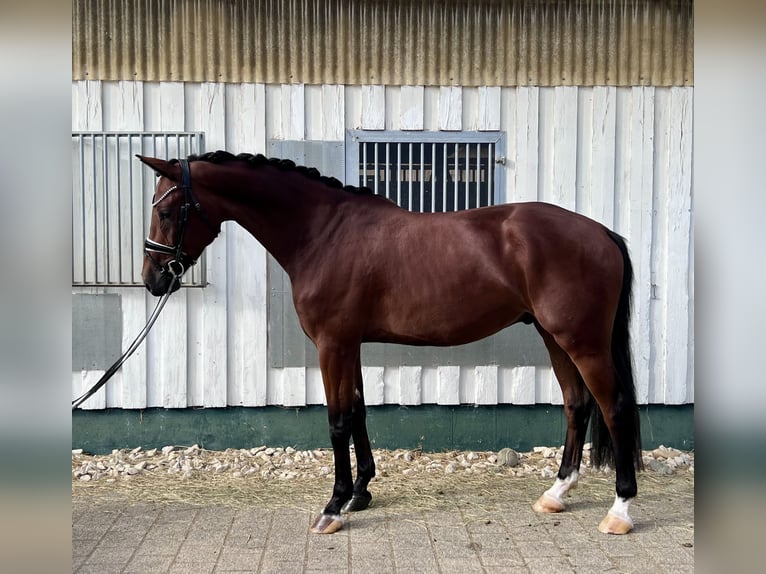 Baden Württemberger Castrone 4 Anni 170 cm in Trochtelfingen