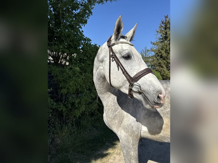 Baden Württemberger Castrone 4 Anni 170 cm Grigio in Illertissen