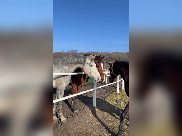 Baden Württemberger Castrone 4 Anni 170 cm Grigio in Illertissen