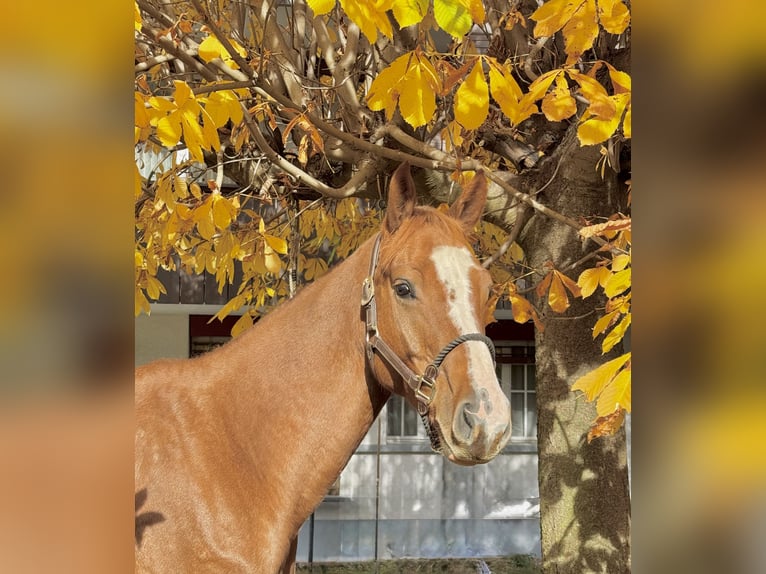 Baden Württemberger Castrone 5 Anni 160 cm Sauro in Unterseen