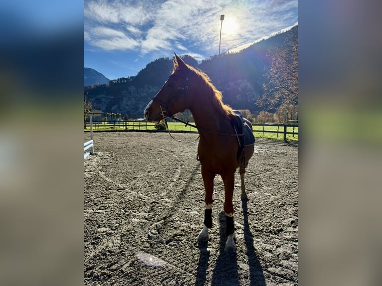Baden Württemberger Castrone 5 Anni 164 cm Sauro in Unterseen