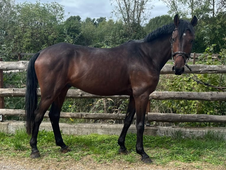 Baden Württemberger Castrone 5 Anni 166 cm Baio scuro in Grevenbroich