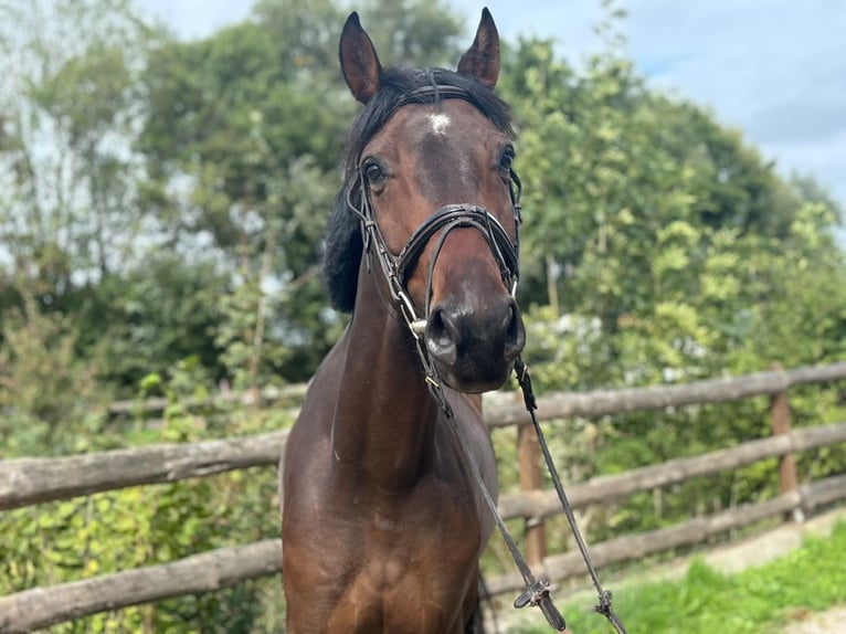 Baden Württemberger Castrone 5 Anni 166 cm Baio scuro in Grevenbroich