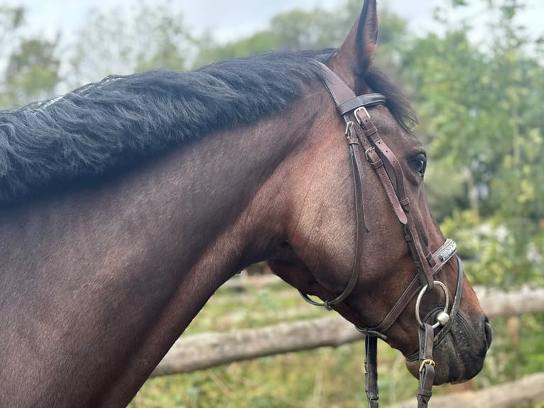 Baden Württemberger Castrone 5 Anni 166 cm Baio scuro in Grevenbroich