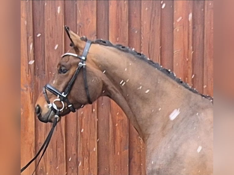 Baden Württemberger Castrone 5 Anni 171 cm Baio in Stoetze