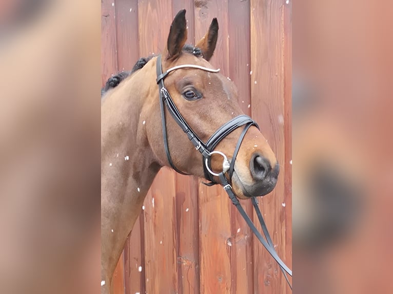 Baden Württemberger Castrone 5 Anni 171 cm Baio in Stoetze