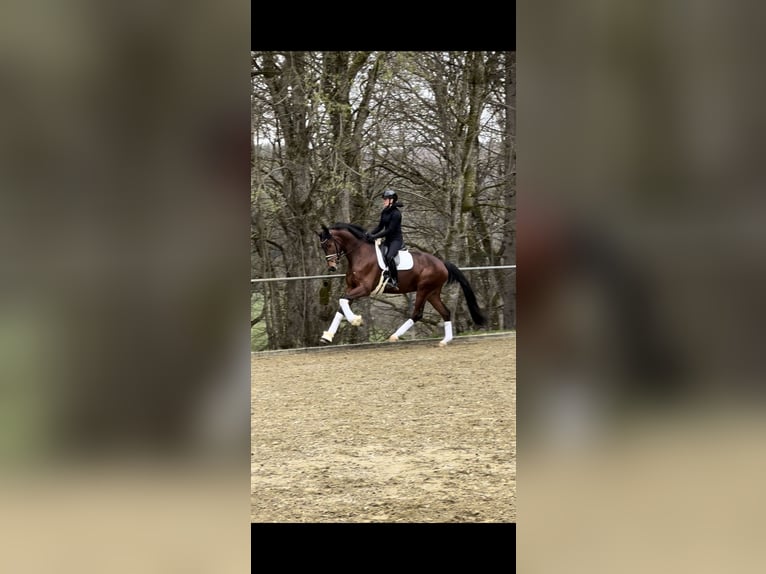 Baden Württemberger Castrone 5 Anni 173 cm Baio in Trochtelfingen