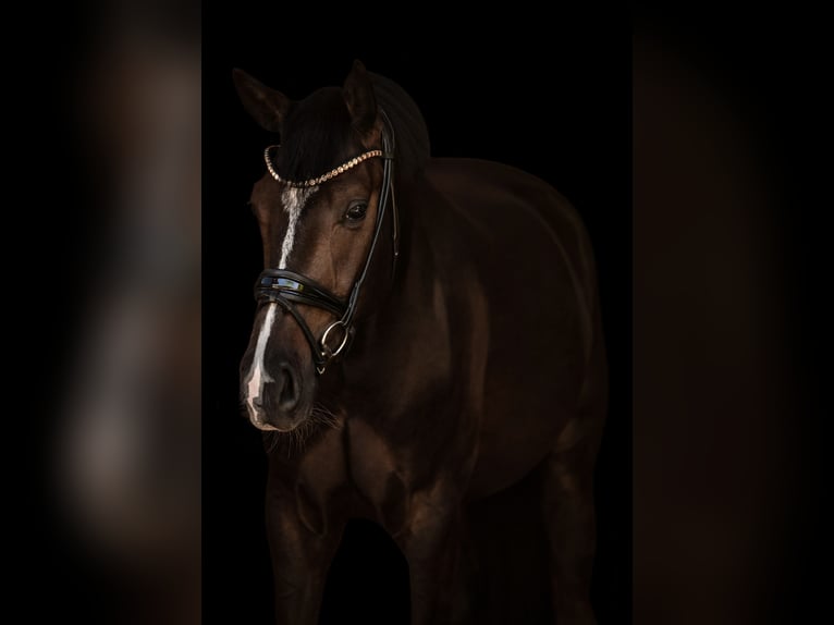 Baden Württemberger Castrone 5 Anni 175 cm Baio scuro in Dorsten