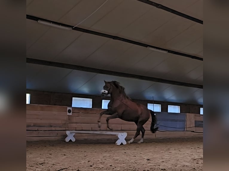 Baden Württemberger Castrone 6 Anni 175 cm Sauro scuro in W&#xF6;rthsee