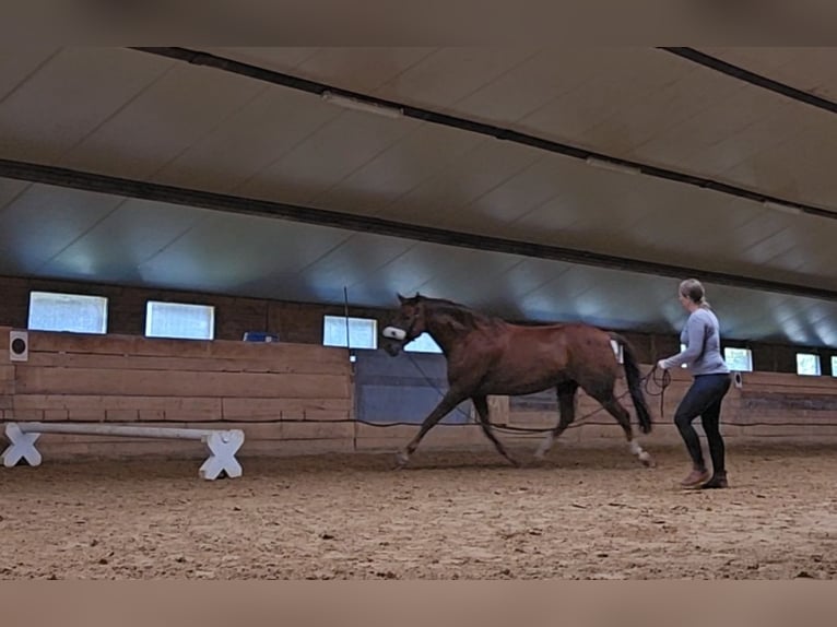 Baden Württemberger Castrone 6 Anni 175 cm Sauro scuro in W&#xF6;rthsee