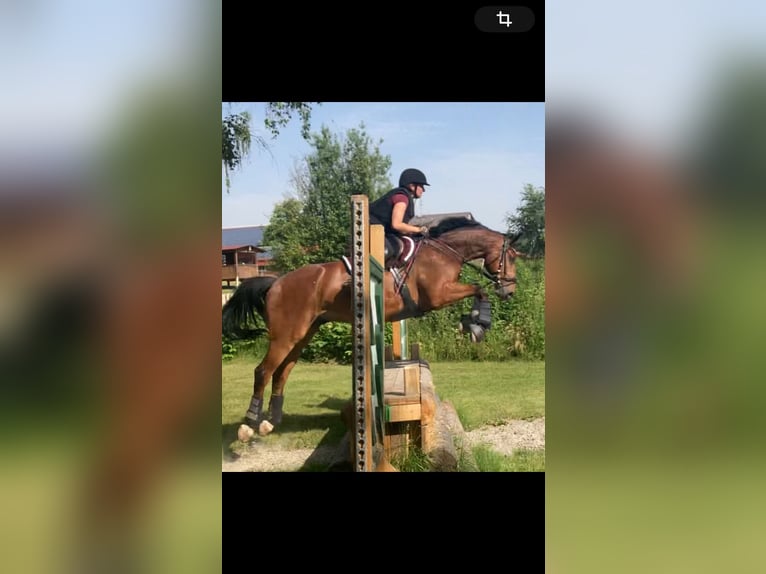 Baden Württemberger Mix Castrone 7 Anni 165 cm Baio in Lichtenau