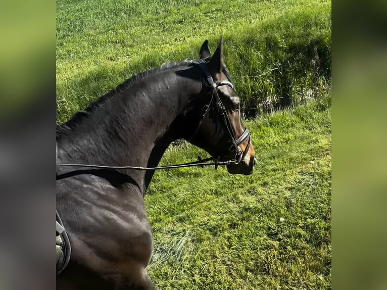 Baden Württemberger Castrone 7 Anni 170 cm Baio scuro in Zeilarn