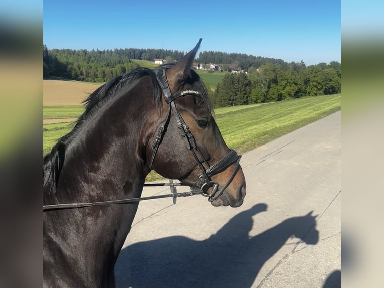 Baden Württemberger Castrone 7 Anni 170 cm Baio scuro in Zeilarn