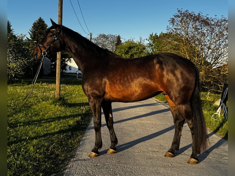 Baden Württemberger Castrone 7 Anni 171 cm Baio scuro in Marktl
