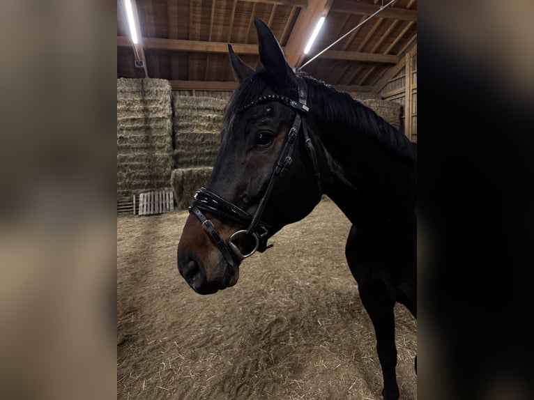 Baden Württemberger Castrone 7 Anni 171 cm Baio scuro in Marktl