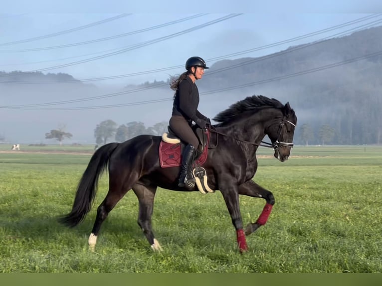 Baden Württemberger Castrone 7 Anni 173 cm Morello in Schlins