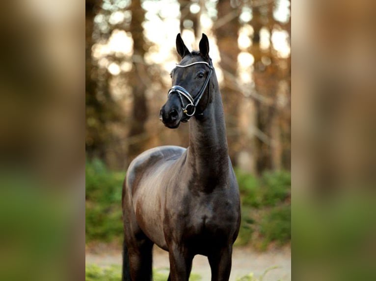 Baden Württemberger Castrone 7 Anni 175 cm in Fejér