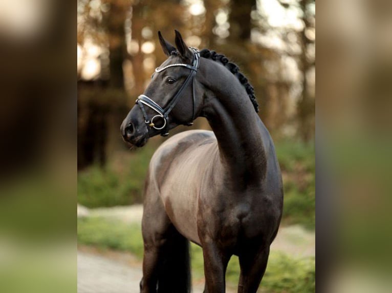 Baden Württemberger Castrone 7 Anni 175 cm  in Monor
